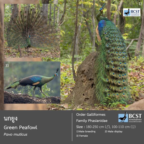 Pavo muticus