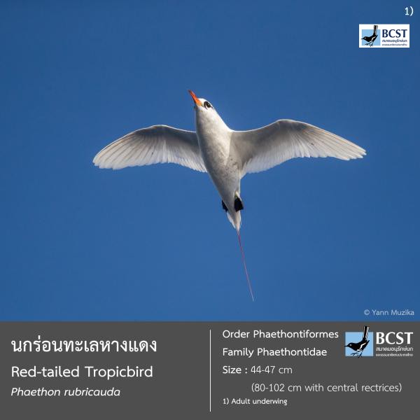Phaethon rubricauda