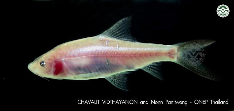 Poropuntius speleops