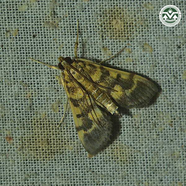 Omiodes diemenalis