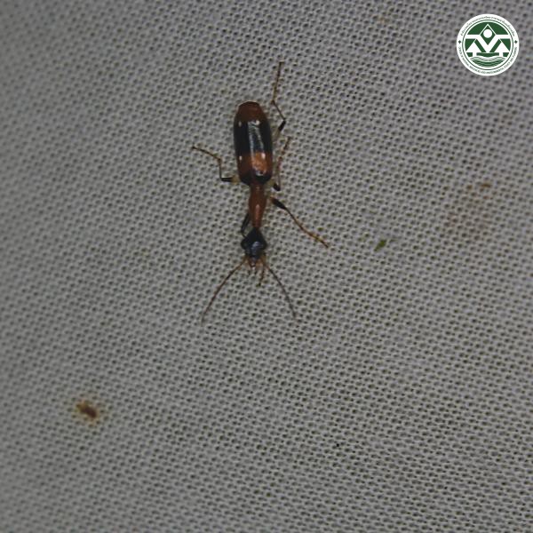 Ophionea bhamoensis