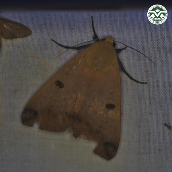 Ophiusa disjungens