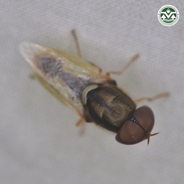 Oplodontha viridula
