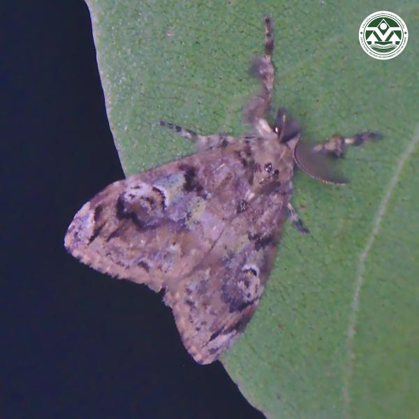 Orgyia postica