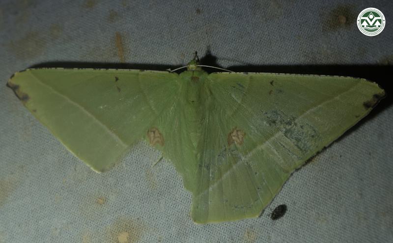 Ornithospila esmeralda