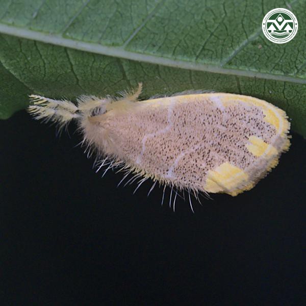 Orvasca subnotata