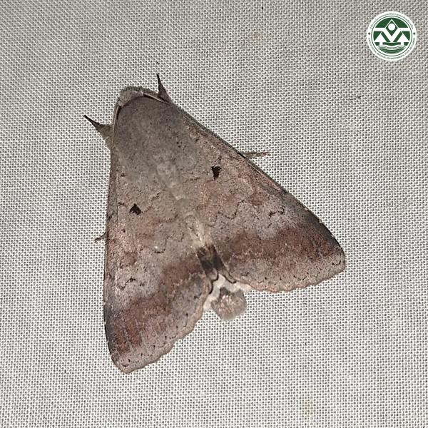 Pandesma anysa