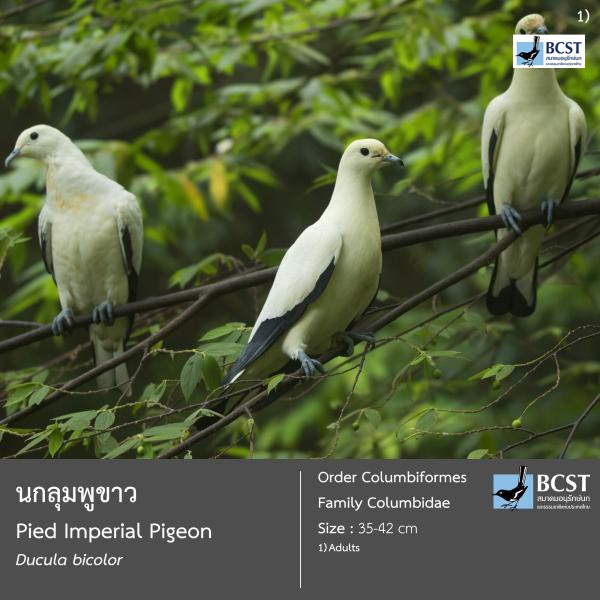 Ducula bicolor