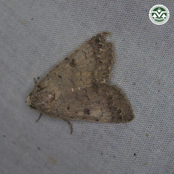 Pandesma quenavadi