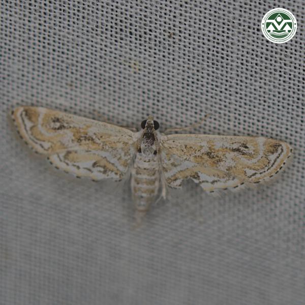 Parapoynx diminutalis