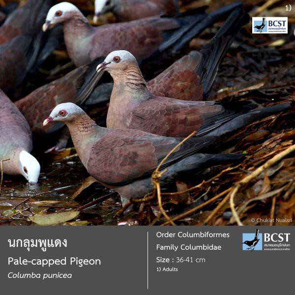 Columba punicea