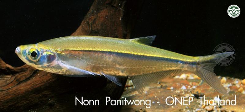 Oxygaster pointoni