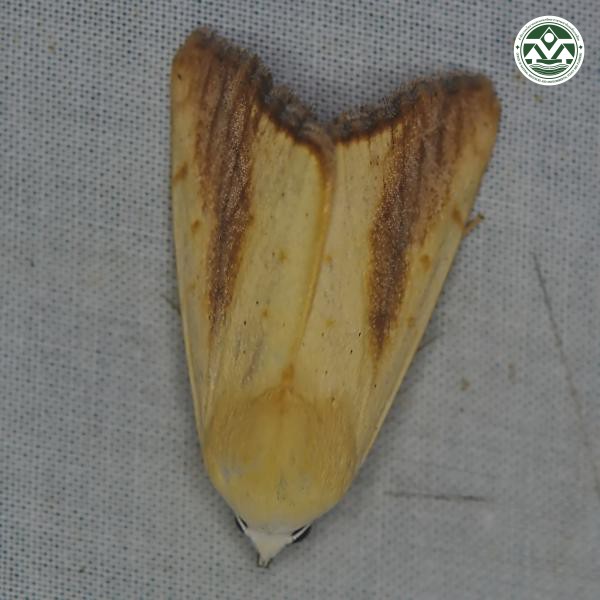 Pardoxia graellsii