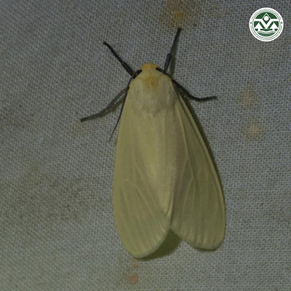 Pareuchaetes pseudoinsulata
