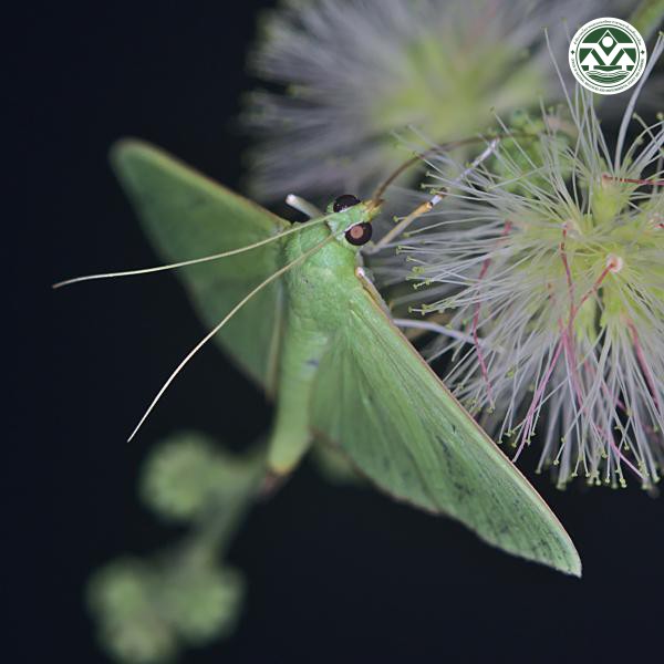 Parotis marginata