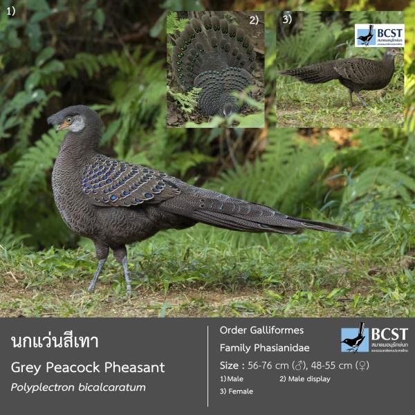 Polyplectron bicalcaratum
