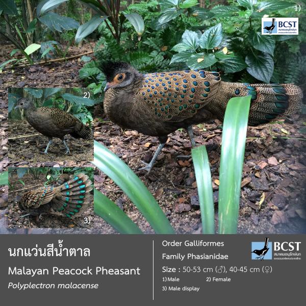 Polyplectron malacense