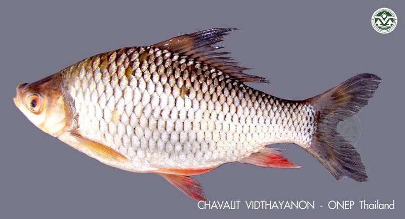 Osteochilus schlegelii