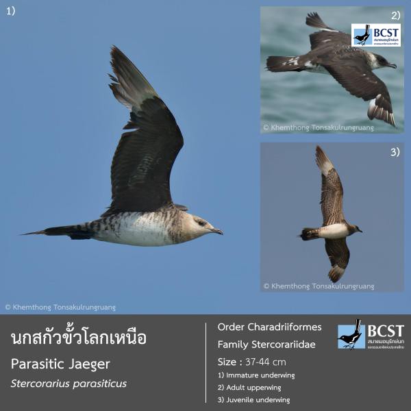 Stercorarius parasiticus
