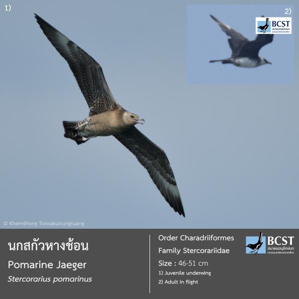 Stercorarius pomarinus