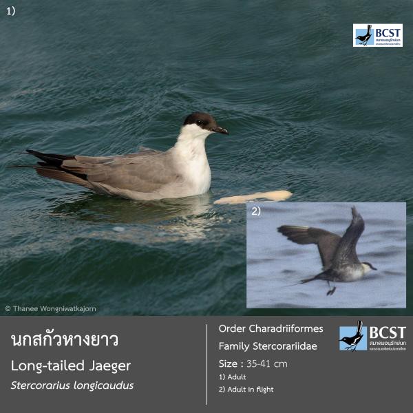 Stercorarius longicaudus