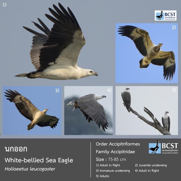 Haliaeetus leucogaster