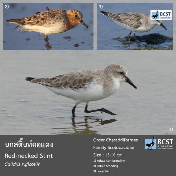 Calidris ruficollis