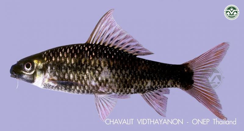 Osteochilus scapularis