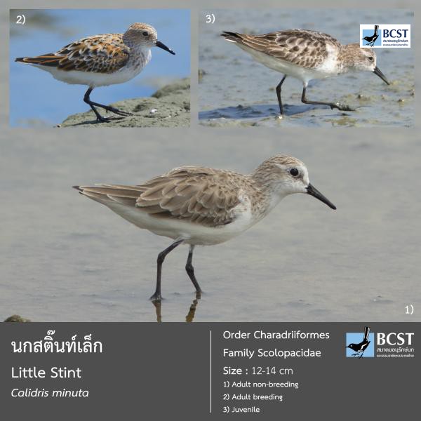 Calidris minuta