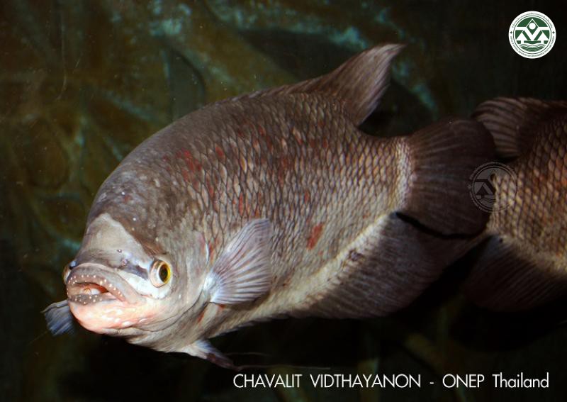Osphronemus exodon