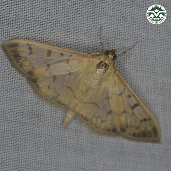 Patania punctimarginalis