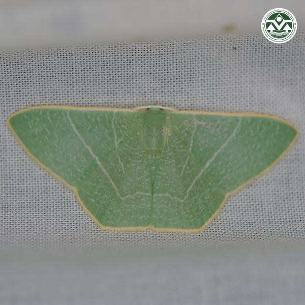 Pelagodes antiquadraria