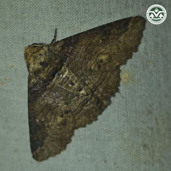 Pericyma cruegeri