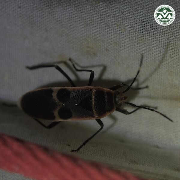 Physopelta gutta