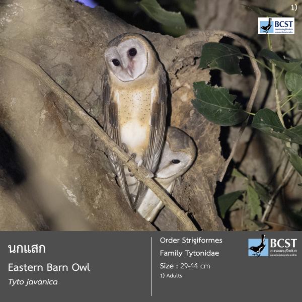 Tyto javanica