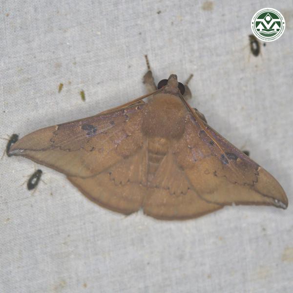 Platyja umminia