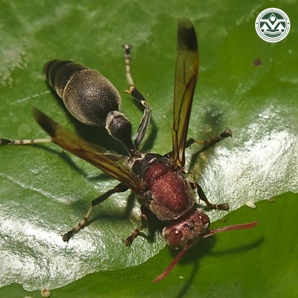Polistes stigma