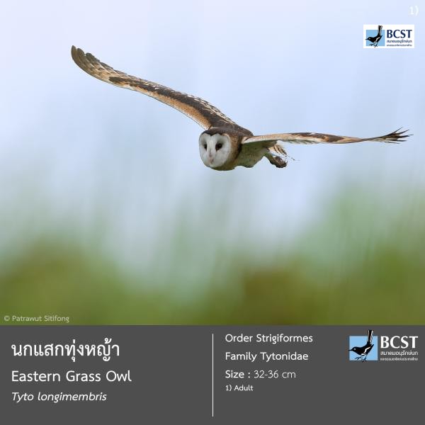 Tyto longimembris