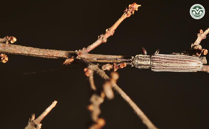 Pothyne septemvittipennis
