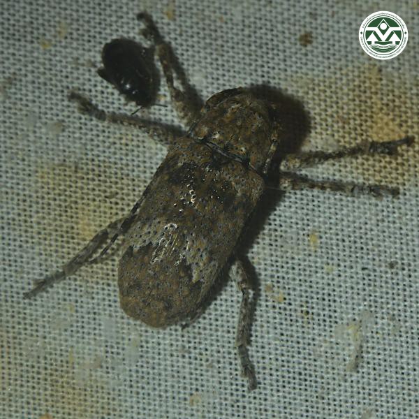 Prosoplus bankii