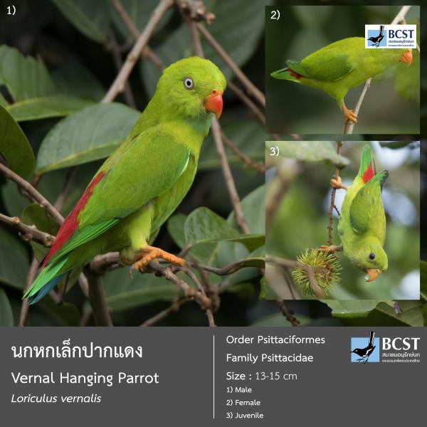Loriculus vernalis