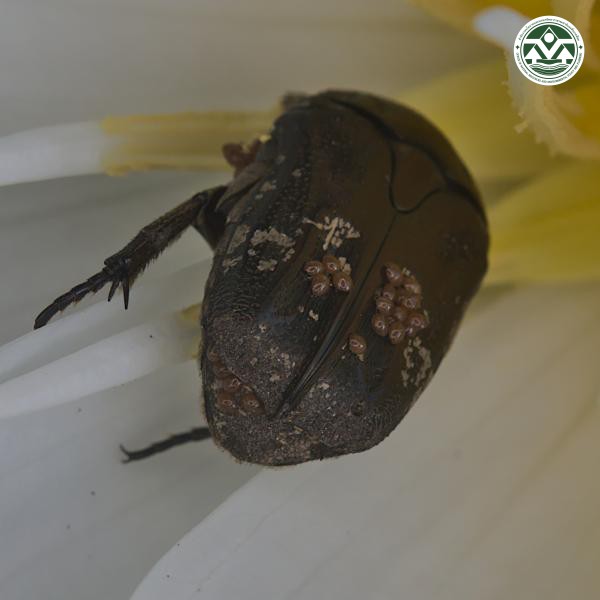 Protaetia fusca