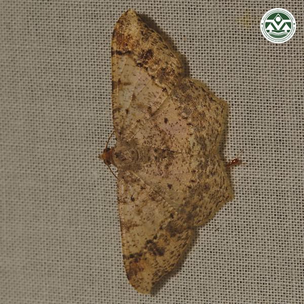 Psamatodes abydata