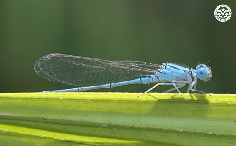 Pseudagrion microcephalum