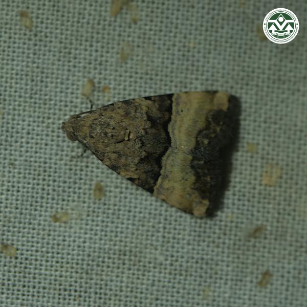 Pseudozarba opella