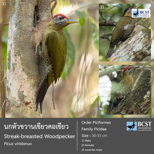 Picus viridanus