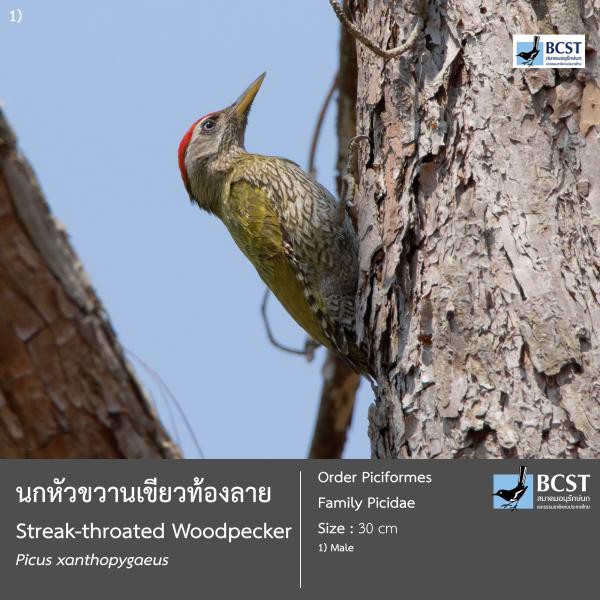 Picus xanthopygaeus