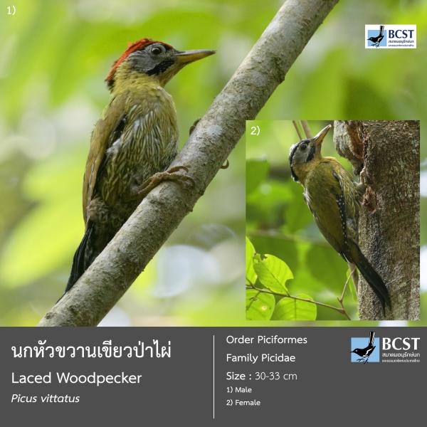 Picus vittatus