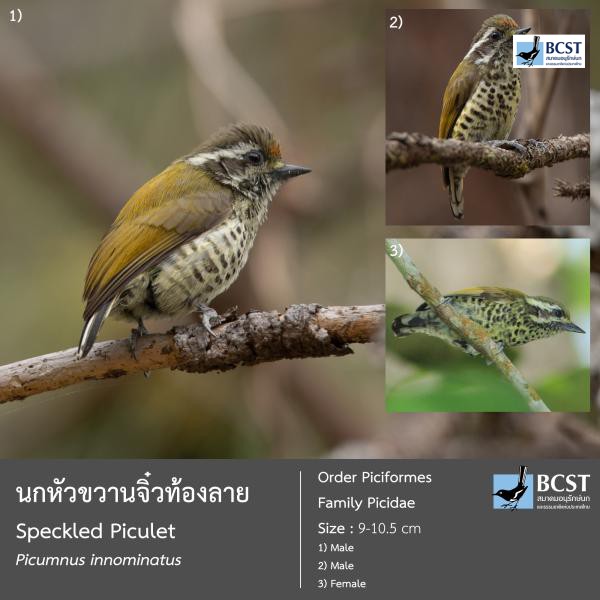 Picumnus innominatus