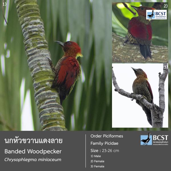 Chrysophlegma miniaceum